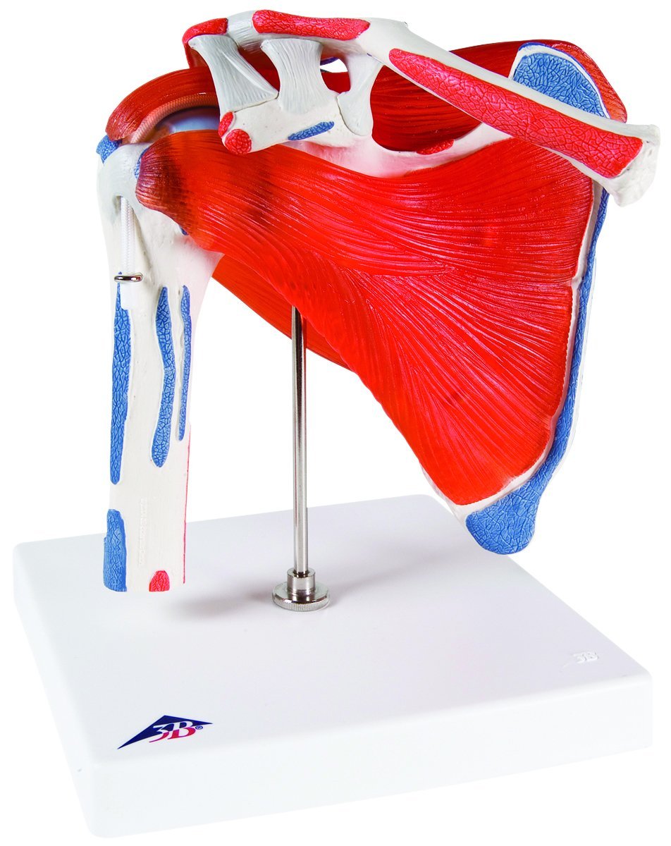 Anatomical Model - shoulder joint with rotator cuff