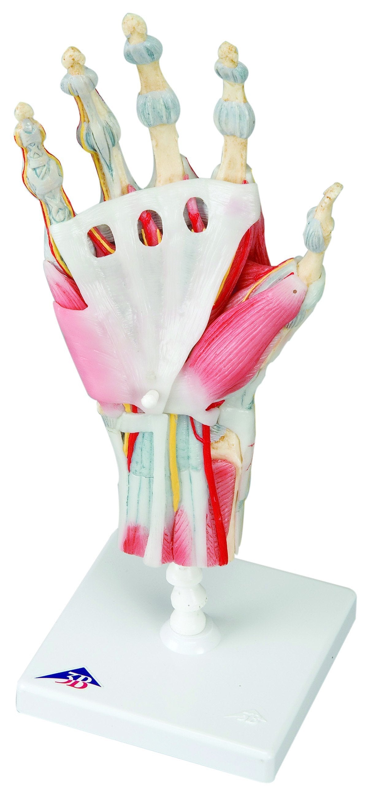 Anatomical Model - hand skeleton with removable ligaments & muscles, 4 ...